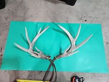 H73 whitetail deer for sale  Hinton