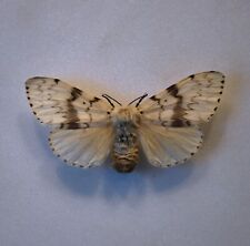 Gypsy moth female for sale  CHORLEY