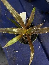 Bromlady bromeliad cryptanthus for sale  Bogue Chitto