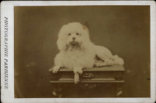 Vintage white poodle d'occasion  Expédié en Belgium