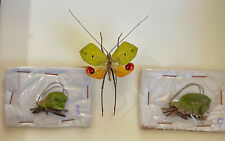 Used, Orthoptera  Tanusia species Nr. 2 **** pair *****BRASIL(not pinned, papered) for sale  Shipping to South Africa