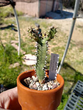 candelabra cactus for sale  Tucson