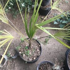 Leucothrinax morrisii palm for sale  Fredericktown