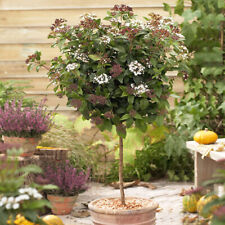 Winter flowering viburnum for sale  PETERBOROUGH