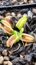 Dionaea venus flytraps for sale  Lorton