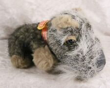 miniature schnauzer dog for sale  CAMELFORD
