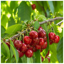 Stella cherry tree for sale  NEWTOWNARDS