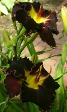 Taglilie daylily hemerocallis gebraucht kaufen  Kreuztal