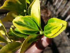 Golden euonymus japonica for sale  King George