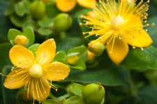 Johns wort plant for sale  WORKSOP