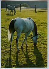 Pferde postkarte vollblut gebraucht kaufen  Langen