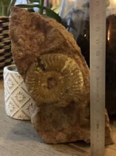 Ammonite grammoceras mont d'occasion  Vienne