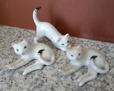 Siamese cats china for sale  STRATHPEFFER