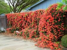 Live vine clippings for sale  Lakeland