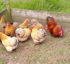Pure breed partridge for sale  WARWICK