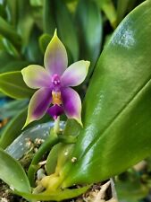 Rare phalaenopsis samera for sale  HALSTEAD