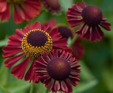 Helenium ruby tuesday for sale  BELPER