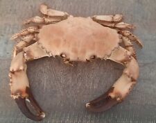 Crabe naturalisé d'occasion  Agde