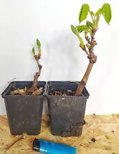 2er set bonsai gebraucht kaufen  Hamburg