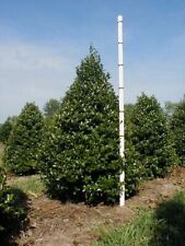 Oak leaf holly for sale  Mcminnville