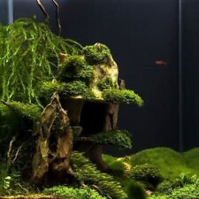 Java moss attached for sale  PETERBOROUGH