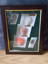 Sea shell picture for sale  LIVERPOOL