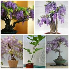 bonsai tree wisteria plant for sale  GLOUCESTER