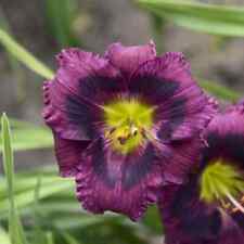 Kansas kitten daylily for sale  Hiawatha