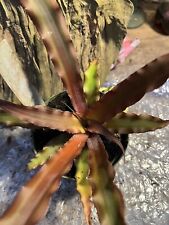 Bromeliad cryptanthus rosavera for sale  Bogue Chitto