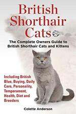 British shorthair cats for sale  UK