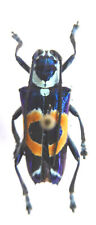 Fantastic beetle cerambycidae gebraucht kaufen  Netphen