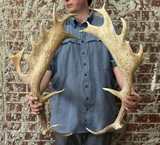 Giant fallow deer for sale  Magnolia