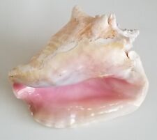Usado, Concha grande caracol concha marinha espiral rosa branco oceano concha comprar usado  Enviando para Brazil