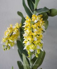 Orchid aerides houlletiana for sale  Shipping to Ireland