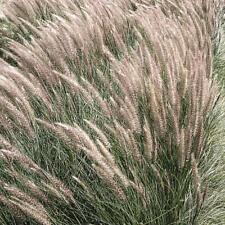 Pennisetum garden plants for sale  IPSWICH