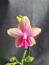 Phalaenopsis duftorchidee liod gebraucht kaufen  Pfeddersh.,-Horchh.
