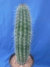Organ pipe cactus for sale  Tucson