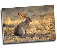 hare rabbit wall canvas for sale  LONDON