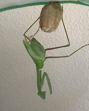 Giant asian mantis for sale  ENFIELD