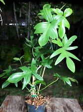 Philodendron pedatum plant for sale  Hollywood