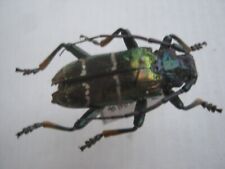Cerambycidae bockkäfer 50mm gebraucht kaufen  Augsburg