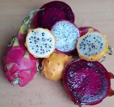 Pitahaya drachenfrucht mix gebraucht kaufen  Sollstedt