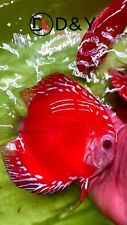 discus fish for sale  Plano