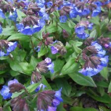 Pulmonaria blue ensign for sale  DUNS