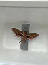 hawk moth for sale  BRIGHTON