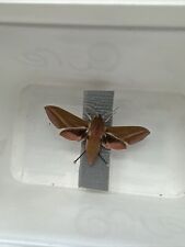 Elephant hawkmoth taxidermy for sale  BRIGHTON