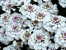 Iberis masterpiece candytuft for sale  ORMSKIRK