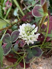 Trifolium repens estelle for sale  NORWICH