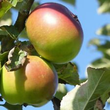 Dwarf english apple for sale  IPSWICH