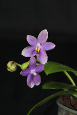 Phalaenopsis lioulin blue gebraucht kaufen  Dortmund